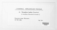 Thecaphora capsularum image